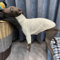 High-neck Lapel Jacket Knitted Red Sweater For Little Greyhound Whippet In Autumn Long Sleeves Spring Beige Coat For Female Dogs S balta