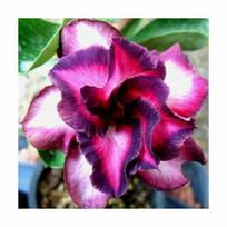 5 ADENIUM OBESUM sėklos  Violetinis Miestas  Dykumos Rožė  šviežios sėklos