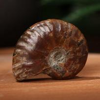 Crystal Collectibles Specimen Fossil Madagascar Stone Natural Iridescent Ammonite Ammolite Facet