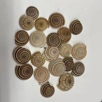 5 vnt./pakuotė Natūralūs spiraliniai sraigių kriauklės 20-30 mm Šiaudinės skrybėlės kriauklės dervos amatininkystei, akvariumo dekoravimui, papuošalų gamybai DIY 5Pcs/20-30mm