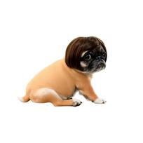 Cute Pet Headband with Short Wig Hair for Dogs and Cats One Size ruda