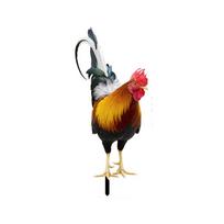 Realistic Chicken Statues,Acrylic Rooster Animals Stakes,Animals Sculptures Decor,Chicken Ornaments Yard Decor For Backyard Patio,2D Plane One Size