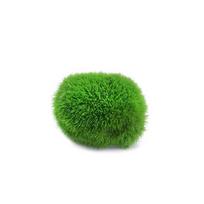 1 vnt. 3-4 cm Marimo samanų rutuliukas Gyvas akvariumo augalas Dirbtiniai žali dumbliai Rutuliukai Ornamentas Imitacija Dumbliai Augalas Žuvims Krevetėms Akvariumas