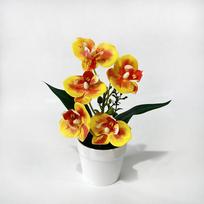5 žiedų Phalaenopsis orchidėjos dekoras patalpose, vazoninė gėlė, lango palangė Style6