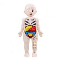 1 Set Human Body Model Interesting Realistic Boys Girls Educational Learning Organ Assembled Miniature 3D Puzzle Anatomy Statue