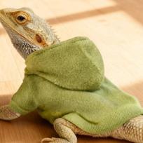 Windproof Lizards Clothes Warm Lizard Harness Vest Bearded Dragon Hoodie  Small Animal žalia
