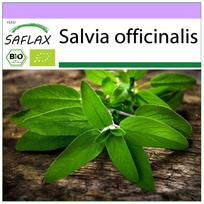 SAFLAX - Ekologiški - Šalavijas - 60 sėklų - Salvia officinalis