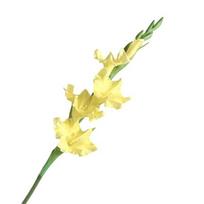 Dirbtinės kardelės gėlės 22  Tikro prisilietimo gėlė su ilgu kotu 4 pilni žiedai ir 1 pumpuras Dirbtinė orchidėja vazei Vestuvių stalo puošmena Namų vakarėliui