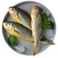 Frozen East China Sea Small Yellow Croaker