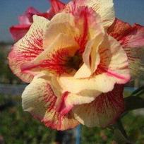 5 ADENIUM OBESUM sėklos  Luang lai  Dykumos rožė  šviežios sėklos