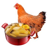 Wenshi 120-Day Free-Range Frozen Butter Chicken Hen