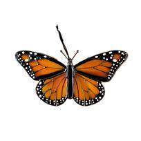 Butterfly Suncatcher, Colorful Acrylic Window Decor, Mother's Day Gift one size geltona