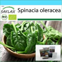 SAFLAX – Dovanų rinkinys – Ekologiškas – Špinatai – Matador – 300 sėklų – Su dovanų dėžute, kortele, etikete ir vazono substratu – Spinacia oleracea