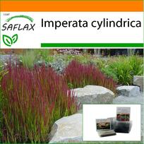 SAFLAX Sodas maiše - Cogongrass - 50 sėklų - Su substratu tinkamame stovimame maiše - Imperata cylindrica