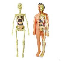 Body Anatomy Model with Looking Bones And Movement for , Children Education Modelos de Anatomia-Tipo B
