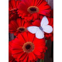 5D DIY Diamond Painting Flower Cross Stitch Kit Full Diamond Embroidery Mosaic Gift Rhinestone Art Picture Home Decoration Gift Full Round 20x30CM