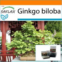 SAFLAX Sodas maiše - Bonsai - Mergelės plaukų medis - 4 sėklos - Su substratu tinkamame stovimame maišelyje - Ginkgo biloba
