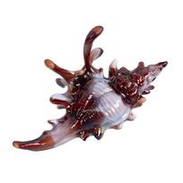 Trendy Conch Themed Hair Clip Nonslip Jaw ABS Plastic Hairpin Lightweight Design For Women Summer Hairstyles