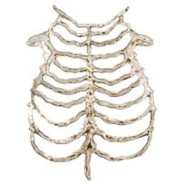 Friendly Plastic Skeleton Outfit Accessory Halloween Skeleton Outfit Great For Stage Shows And Costume Parties