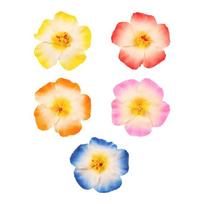 5PCS Tropical Beach Hair Clip Set Lightweight Cloth Multiple Color Hair Barrettes Summer Travel Beach Essential