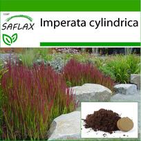 SAFLAX – Smulkinta žolė – 50 sėklų – Su vazoniniu substratu geresniam auginimui – Imperata cylindrica