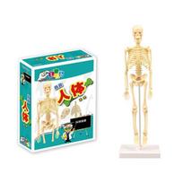 Human Body Torso Model 3D Human Body Model with Removable Part Teaching Aid STEM Toy for Classroom Schools Institutions