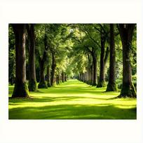 2D plane lush green plants and sunlight path background fabric suitable for bedrooms and living rooms polyester fiber 47.2x31.5inch/120*80cm
