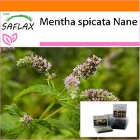 SAFLAX Sodas maiše - Meksikietinė nana mėta - 500 sėklų - Su substratu tinkamame stovinčiame maiše - Mentha spicata