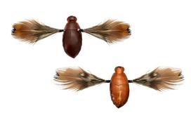 JACKALL Need Cicada Haru Nojiri Seminar 35mm / approx. 3.7g