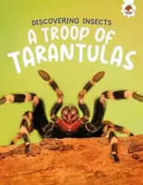 KNYGA Rebecca Storm Discovering Insects: A Troop of Tarantulas