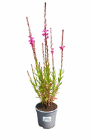 Lauko augalas raudoklė, daugiametis, Ø 15 cm, lot. Lythrum