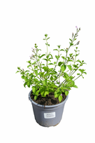 Lauko augalas girmėtė, daugiametis, Ø 15 cm, lot. Calamintha