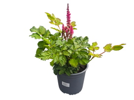 Lauko augalas astilbė, daugiametis, Ø 19, 35 cm, lot. ASTILBE MIX