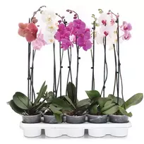 Žydintis augalas ORCHIDĖJA (2 Stiebai), vazono skersmuo 12 cm
