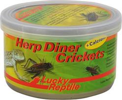 „Lucky Reptile“ HDC-11 „Herp Diner“ kriketai su kalciu