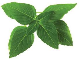 Basil „Click & Grow Smart Garden“ papildymas Tailando bazilikams, 3 vnt.