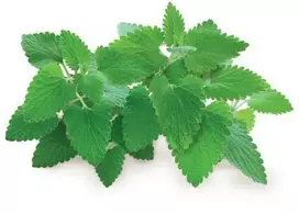 Click & Grow Smart Garden pildymas Catnip 3vnt