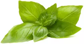 Basil „Click And Grow“ „Click & Grow“ išmanusis papildymas su citrinų ir bazilikų aliejumi, 3 vnt.