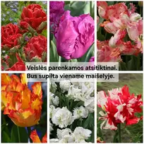 Papūginių tulpių derinys - 5 vnt.