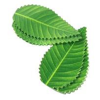 200/1000Pcs Green Leaf Japanese Food Sushi Decoration Leaves Sushi Grass Creative Plastic Leaf Sushi Sashimi Decor Tools