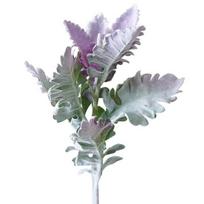 1 vnt. dirbtinis „Senecio Cineraria“ netikrų augalų nuotraukų rekvizitas „pasidaryk pats“ namų biuro dekoras gray