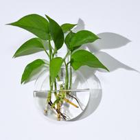 Wall Hanging Glass Plant Terrarium Container Propagation Station Wall-Mounted Flower Vases Air Plant Terrarium Home Office Decor onesize