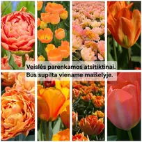 Oranžinių tulpių derinys - 20 vnt.