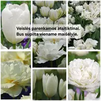 Baltų tulpių derinys - 5 vnt.