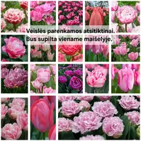 Rožinių tulpių derinys - 50 vnt.