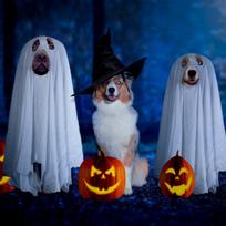 Halloween Ghost Pet Cloak Grab Attention dog Cosplay Costume Comfortable to Wear Halloween Ghost Pet Cloak for parties photo CHINA