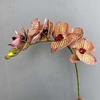 Dirbtinis drugelio orchidėjos kotas su tikro prisilietimo dirbtinėmis gėlėmis, viešbučio dekoracija, silikoninės medvilnės Phalaenopsis modeliavimo gėlės beige