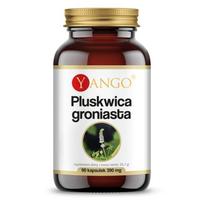 Yango juodoji šeivamedžio šaknis 90 kapsulių