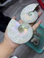 Amazonite fossil  Nice rainbow Crystal  High Quality Best Gifts to Friends Bedroom Decoration One Size balta