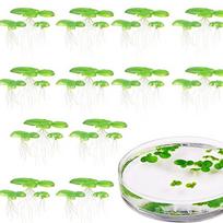 Pack of 2 Realistic Plastic Floating Water Lily Plants for Aquarium Fish Tank Decoration
